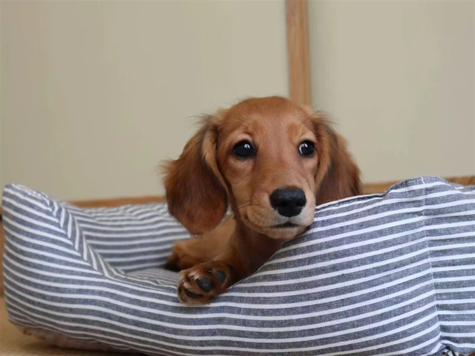 Cotton Dog Bed high quality