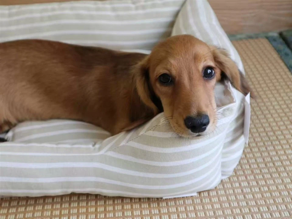 Cotton Dog Bed manufacturers